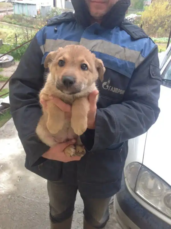 В хорошие руки
