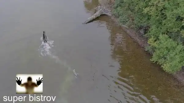 Зрелищная схватка лося с волком