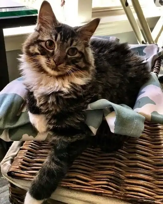 Родившийся без локтевых суставов котенок превратился в прекрасную кошку