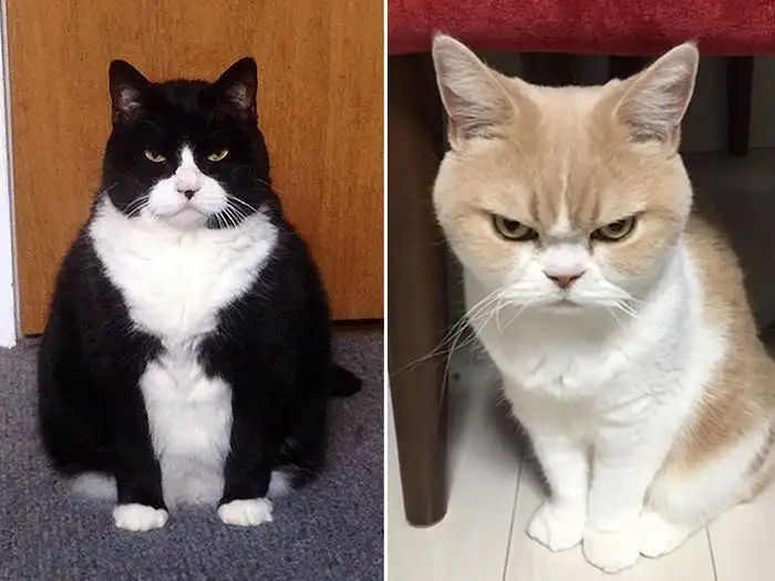 Недовольные коты