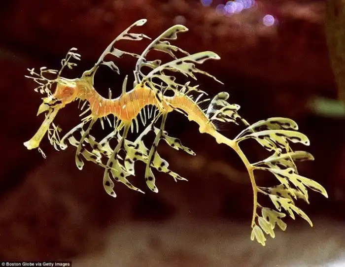 Подводный мир: самые странные обитатели океана