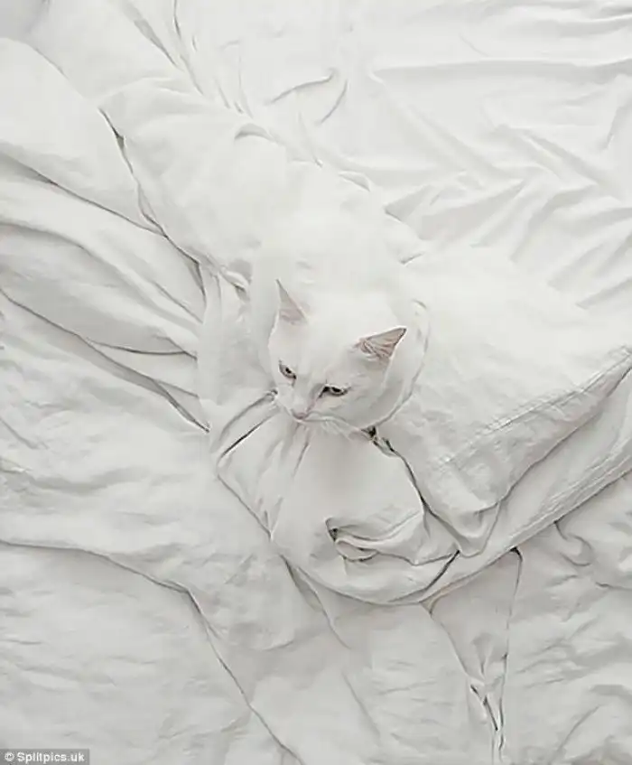 27 котов, которые действительно умеют маскироваться