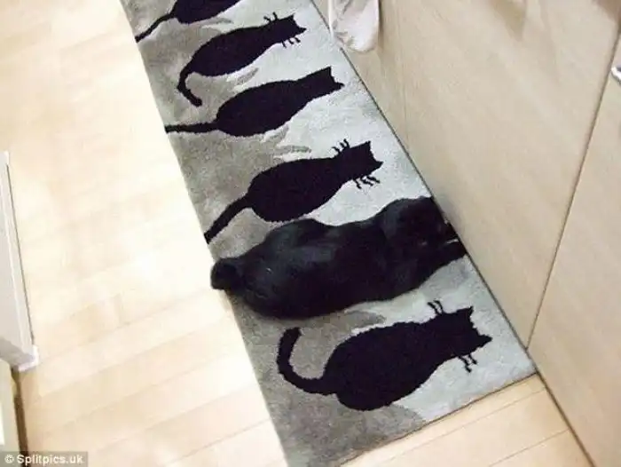 27 котов, которые действительно умеют маскироваться 27 котов, которые действительно умеют маскироваться
