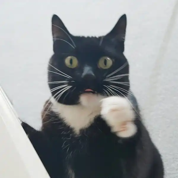 Ошарашенная кошка, которая постоянно в шоке