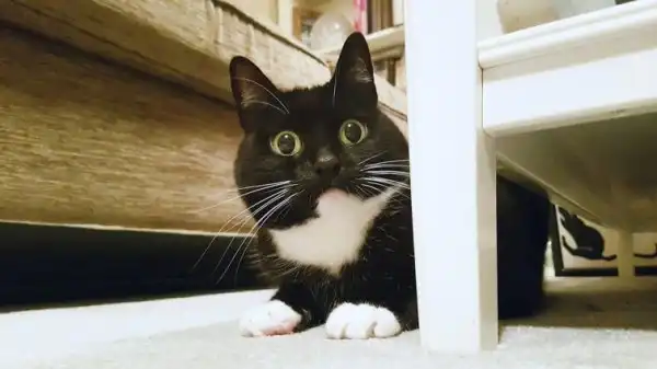 Ошарашенная кошка, которая постоянно в шоке