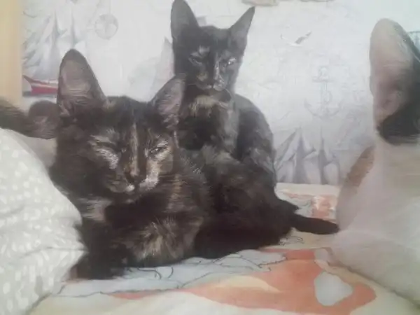 Черепаховые котейки в хорошие руки