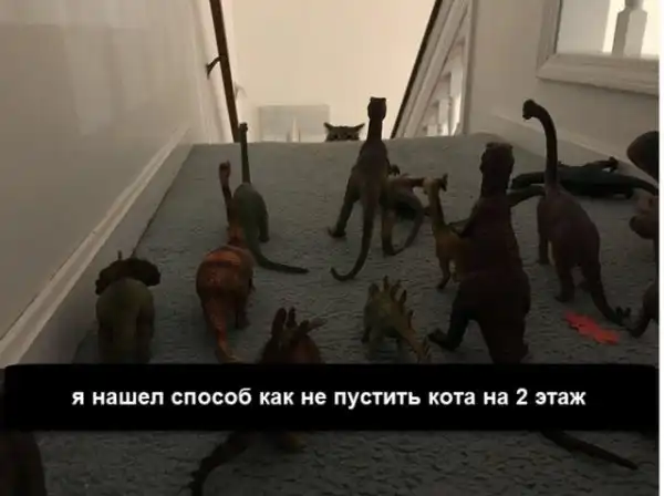Прикольных котов пост