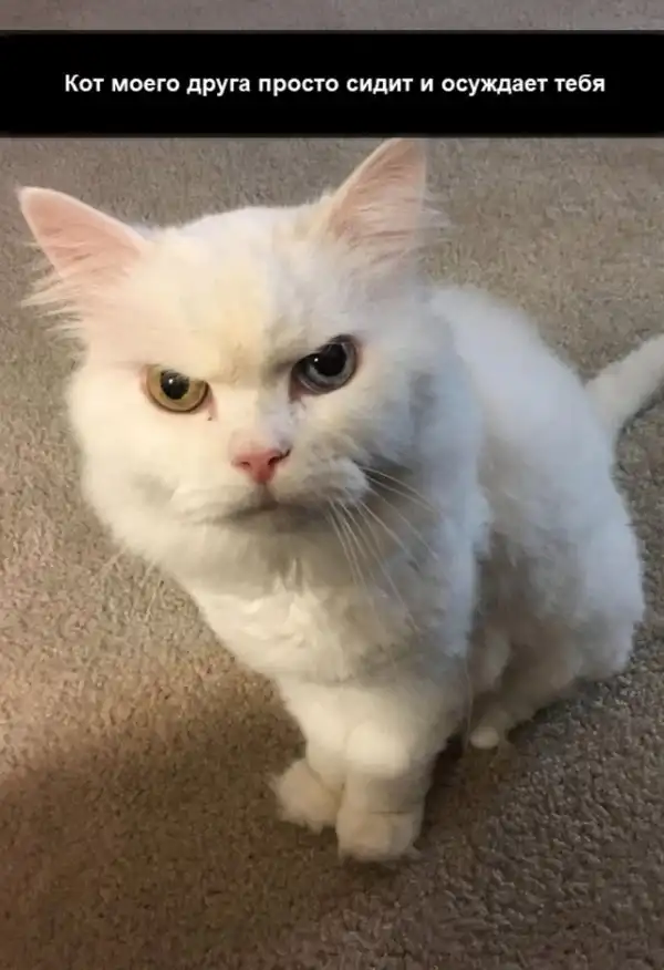 Прикольных котов пост