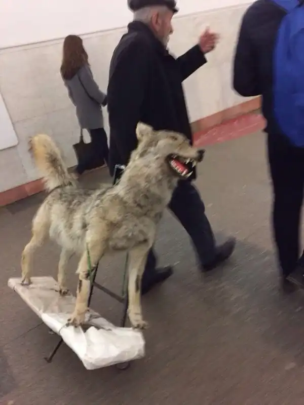 Модники из метрополитена