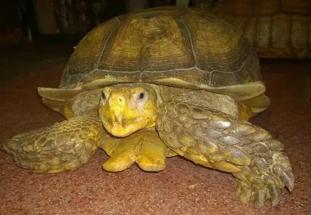 В иркутской зоогалерее черепахи совершили побег из вольера