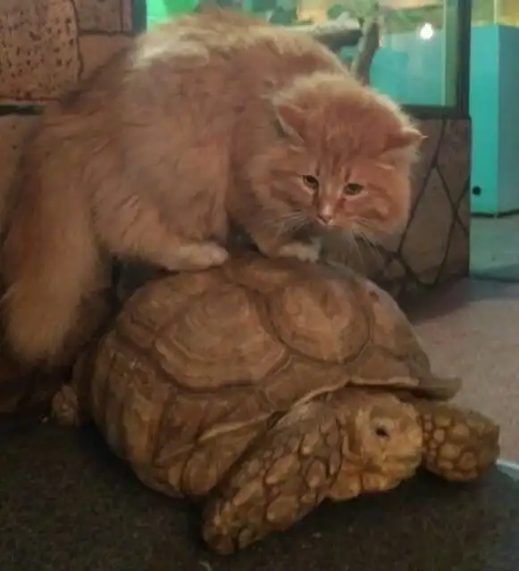 В иркутской зоогалерее черепахи совершили побег из вольера