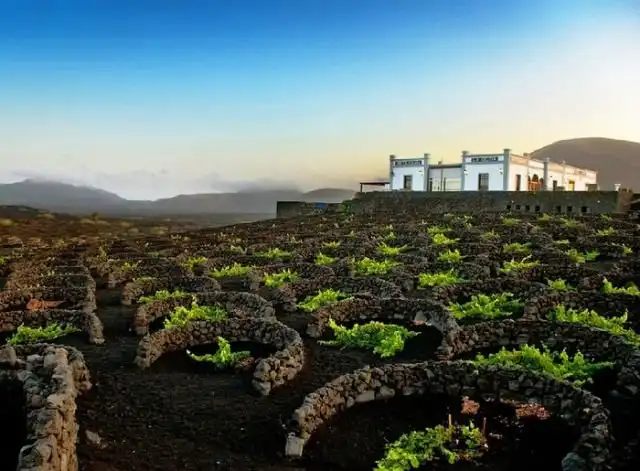 Как вулканические камни помогают виноделам острова Лансароте