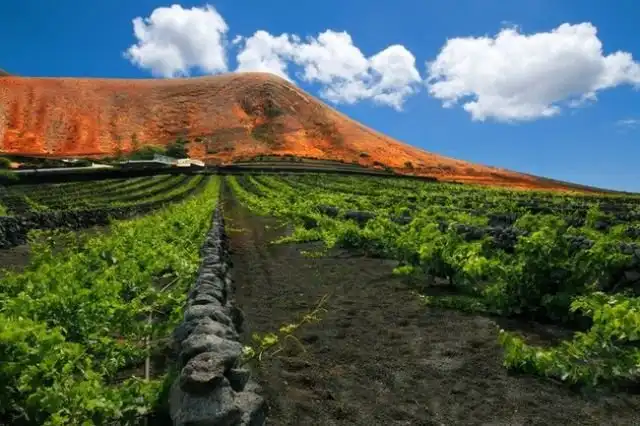 Как вулканические камни помогают виноделам острова Лансароте