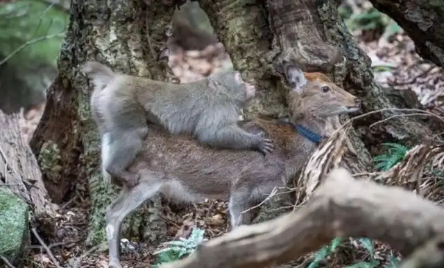 В Японии самки макак стали выбирать оленей в качестве сексуальных партнеров