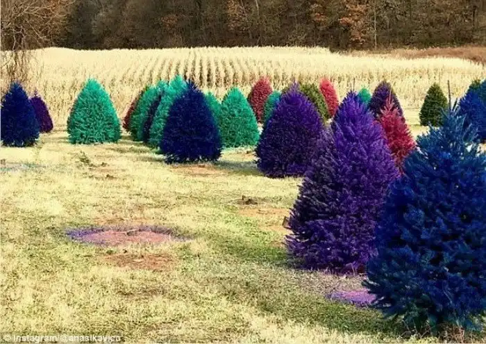 На американской ферме продают разноцветные рождественские ёлки