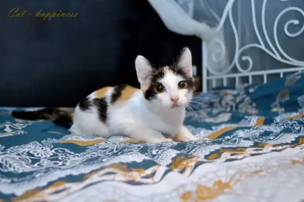 Солнечный котёнок-арлекин.