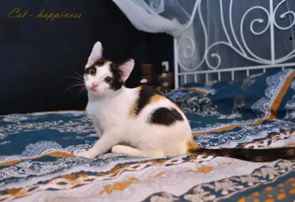 Солнечный котёнок-арлекин.