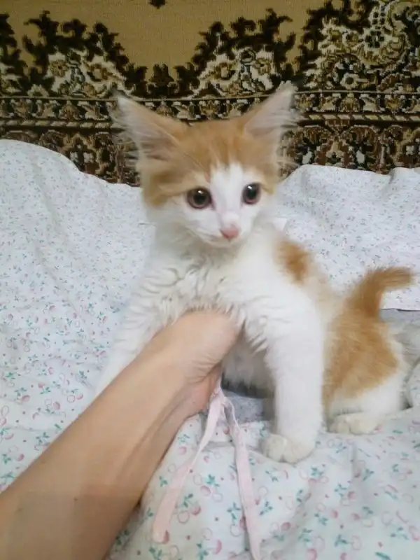 Отдам котенка