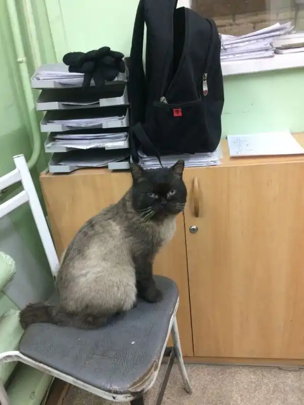 Ищу хозяина