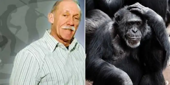 Как в США родился гибрид человека и шимпанзе, которого убили запаниковавшие учёные
