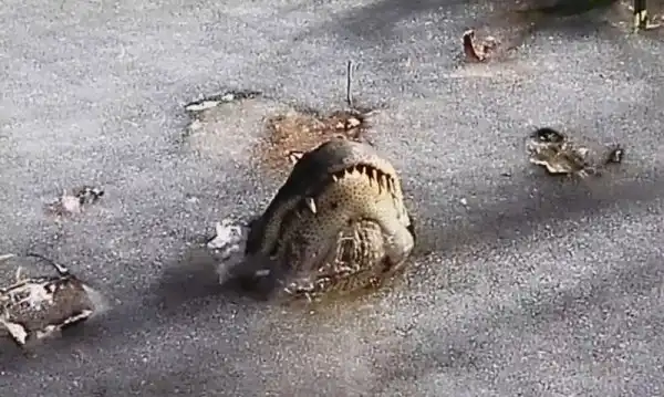 Аллигаторы вмерзли в реку в Северной Каролине