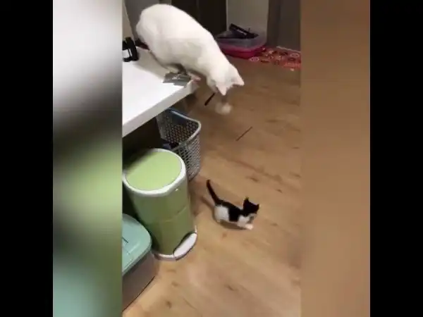 Кот троллит котенка