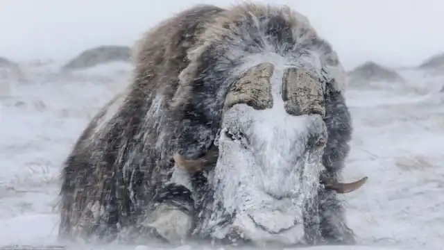 Мощные животные противостоят снежной буре