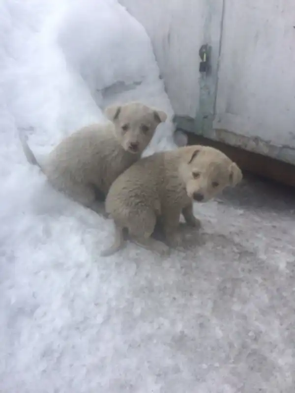 Нужна помощь, нужен дом