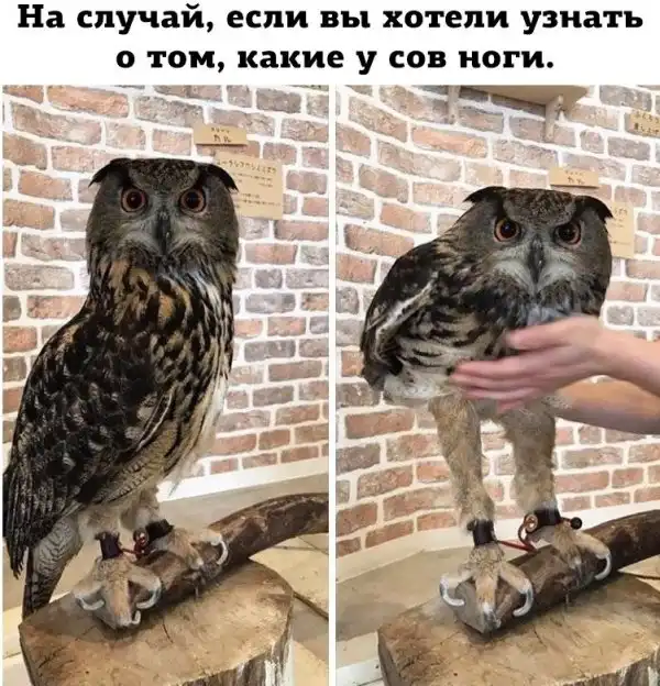 Нестандартный юмор :)