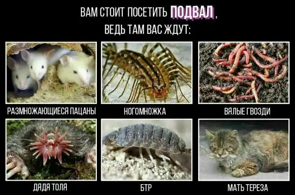 Нестандартный юмор :)