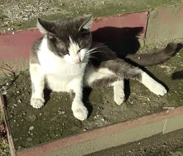 Спасите кота