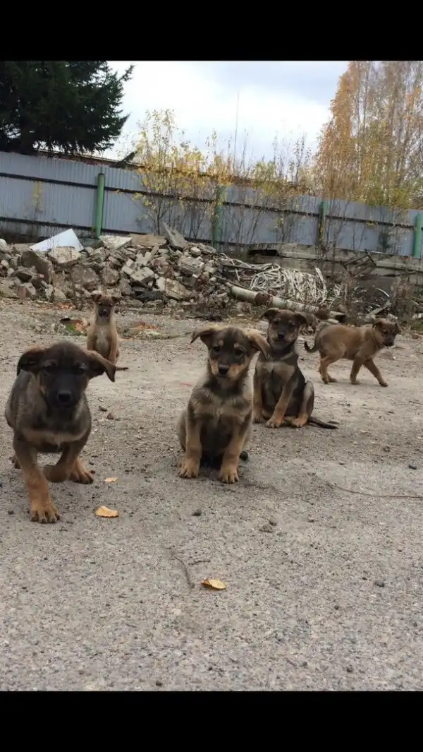 В поисках любящего хозяина