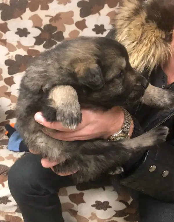 В поисках любящего хозяина