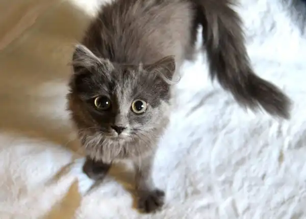 Отдам котика Мика