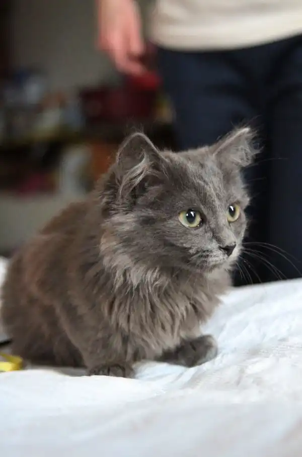 Отдам котика Мика