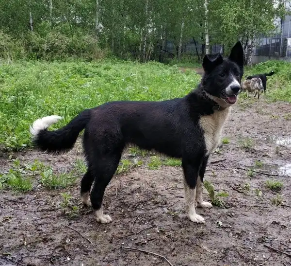 В поисках любящего хозяина