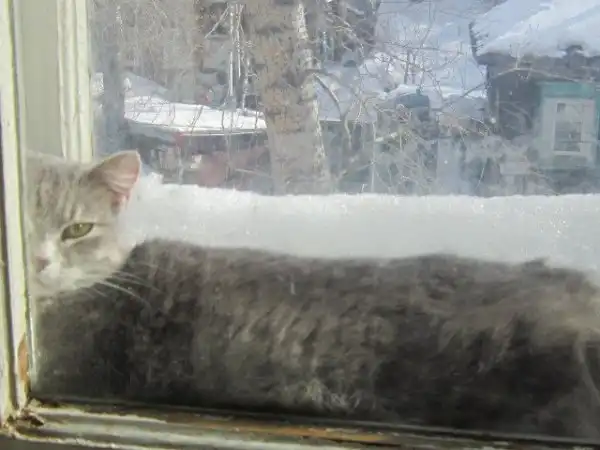 В поисках любящего хозяина