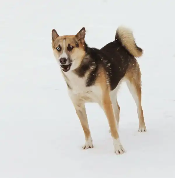 Отдам собачку Эля