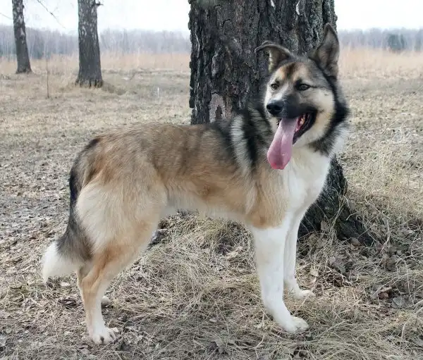 Отдам собачку Дэна
