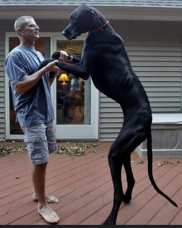 Немецкий Дог: Самая большая собака в мире!