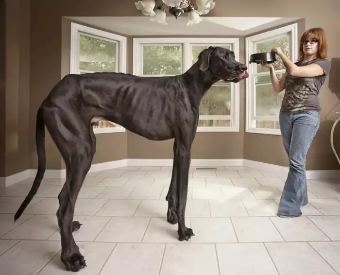 Немецкий Дог: Самая большая собака в мире!