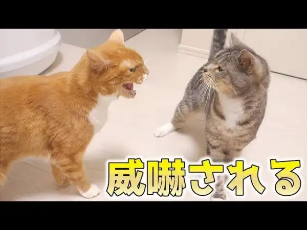 Cat-of-waR