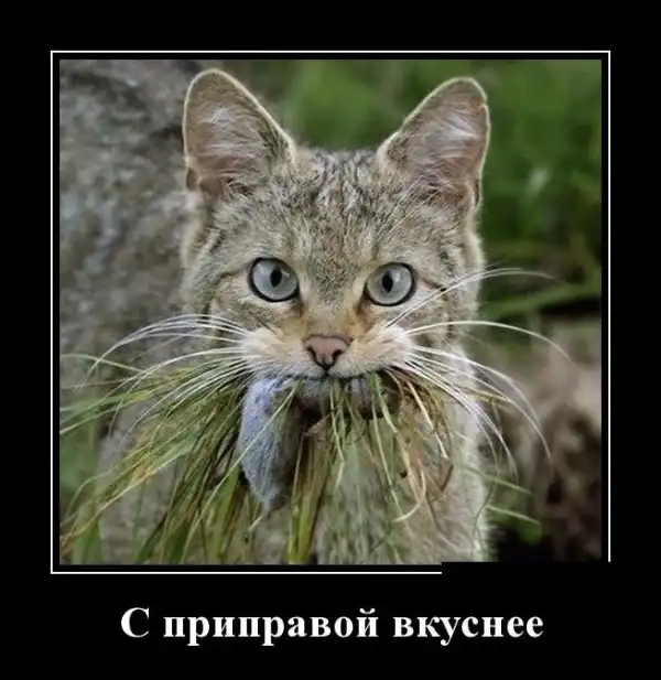 Прикольные и просто красивые картинки