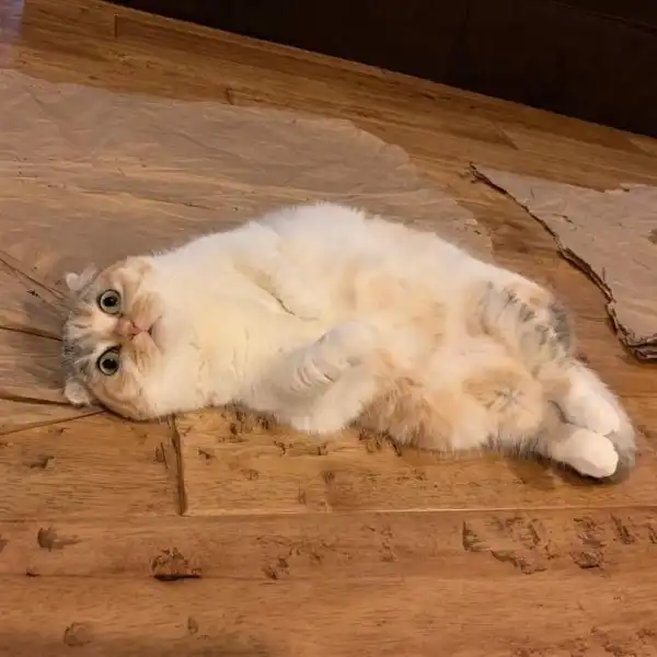 Очаровательные и смешные животные