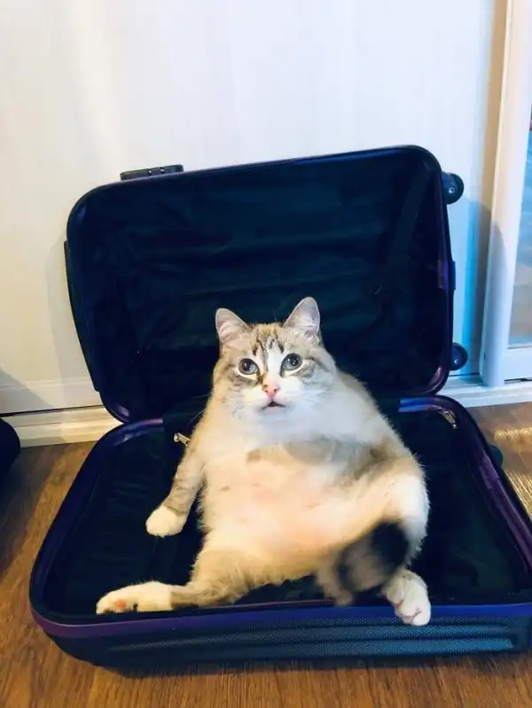 20 причин, по которым котов лучше не злить 20 причин, по которым котов лучше не злить