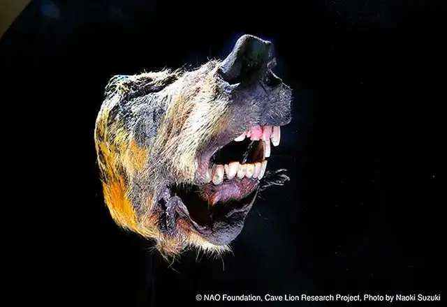 В Сибири нашли голову доисторического волка с целым мозгом