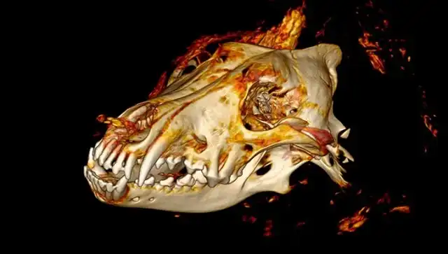 В Сибири нашли голову доисторического волка с целым мозгом