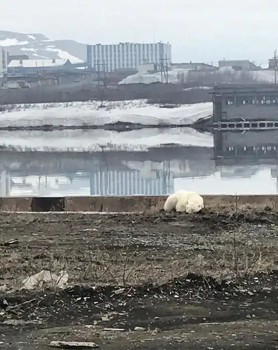 Истощенный белый медведь пришел погостить в Норильск. Людей не боится, гуляет среди машин и копается в мусоре