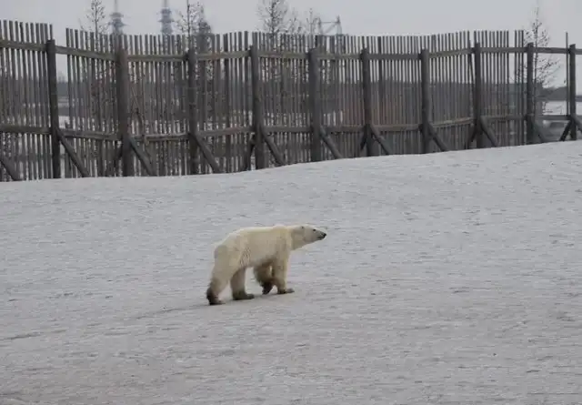 Истощенный белый медведь пришел погостить в Норильск. Людей не боится, гуляет среди машин и копается в мусоре