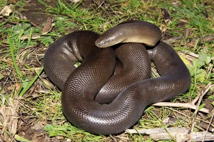Резиновый удав: Самая безопасная змея